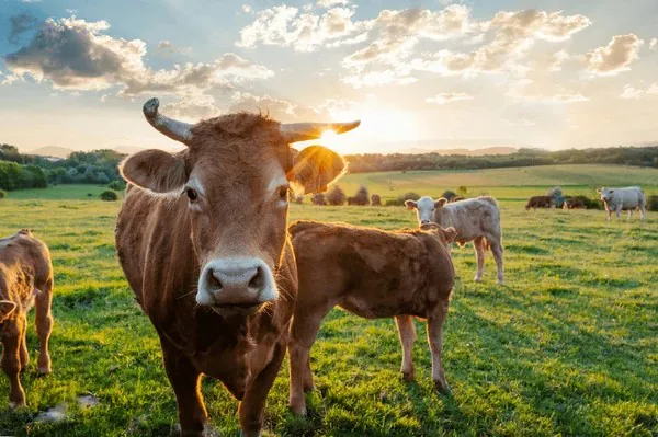 Cremo Enables Vulnerability-Free Infrastructure, Securing Its Production Stability and Resilience with Action1